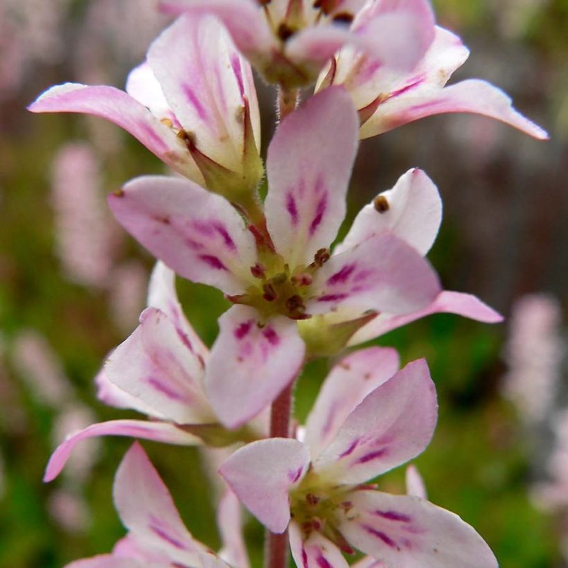 Francoa sonchifolia - Brautkranz (Blüte)