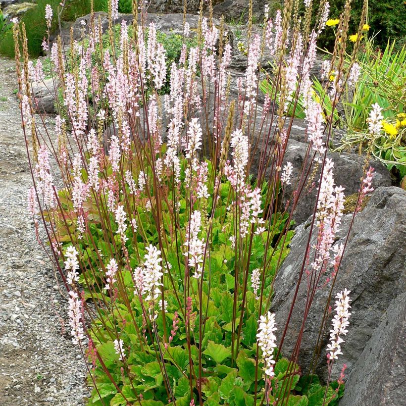 Francoa sonchifolia - Brautkranz (Hafen)