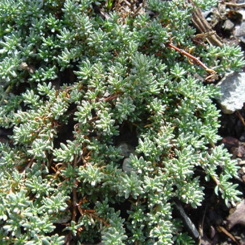 Frankenia laevis - Glatte Seeheide (Laub)