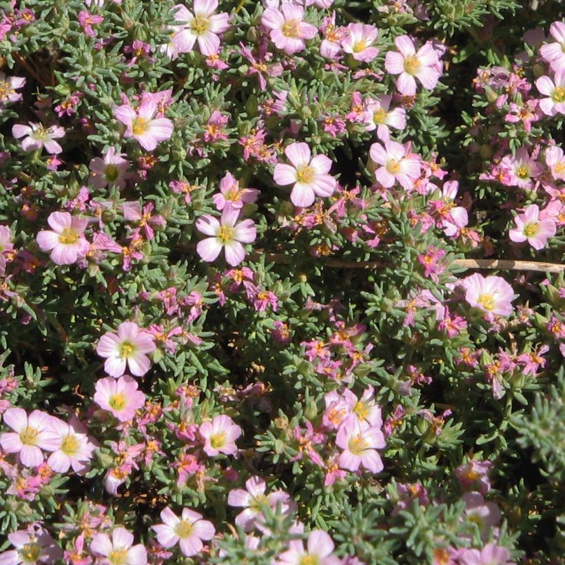 Frankenia laevis - Glatte Seeheide (Blüte)