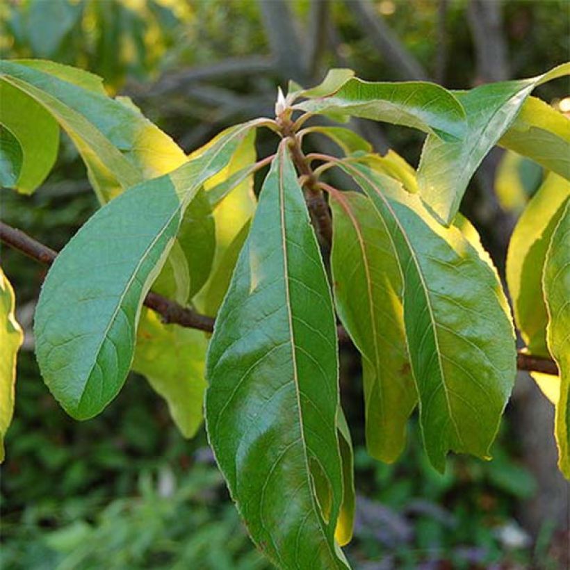 Franklinia alatamaha - Franklinie (Laub)