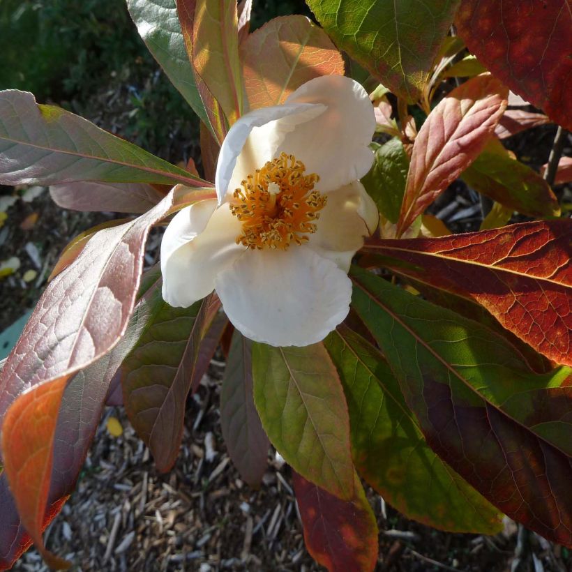 Franklinia alatamaha - Franklinie (Blüte)