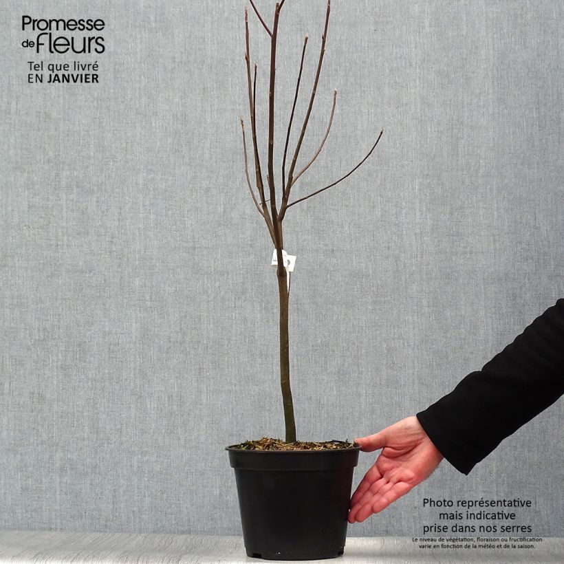 Exemplar von Franklinia alatamaha - Arbre de Franklin Pot de 4L/5L wie im Winter geliefert