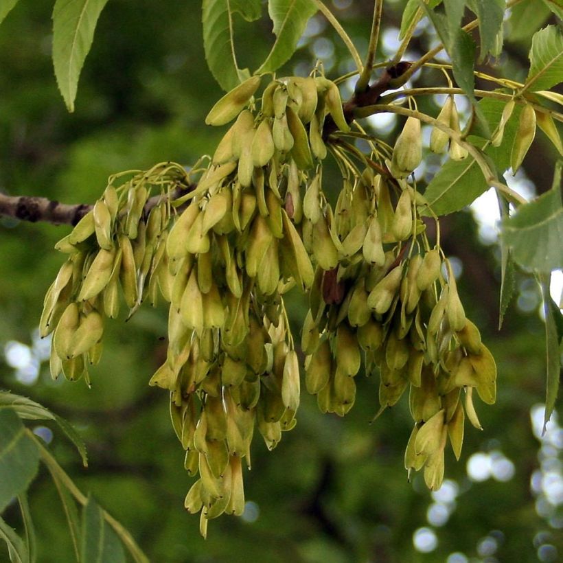 Gemeine Esche - Fraxinus excelsior (Ernte)