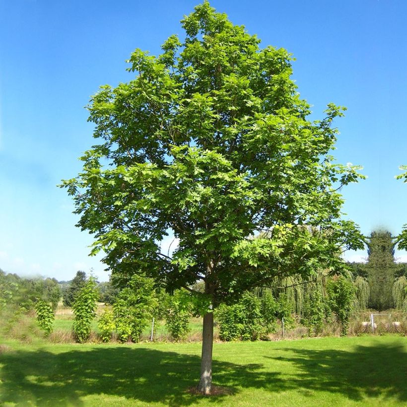 Gemeine Esche - Fraxinus excelsior (Hafen)