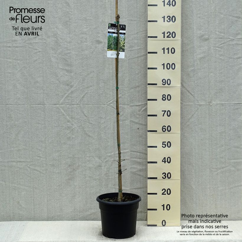 Exemplar von Manna-Esche - Fraxinus ornus Topf mit 7,5L/10LGelieferte Höhe ca. 130/140cm wie im Frühjahr geliefert