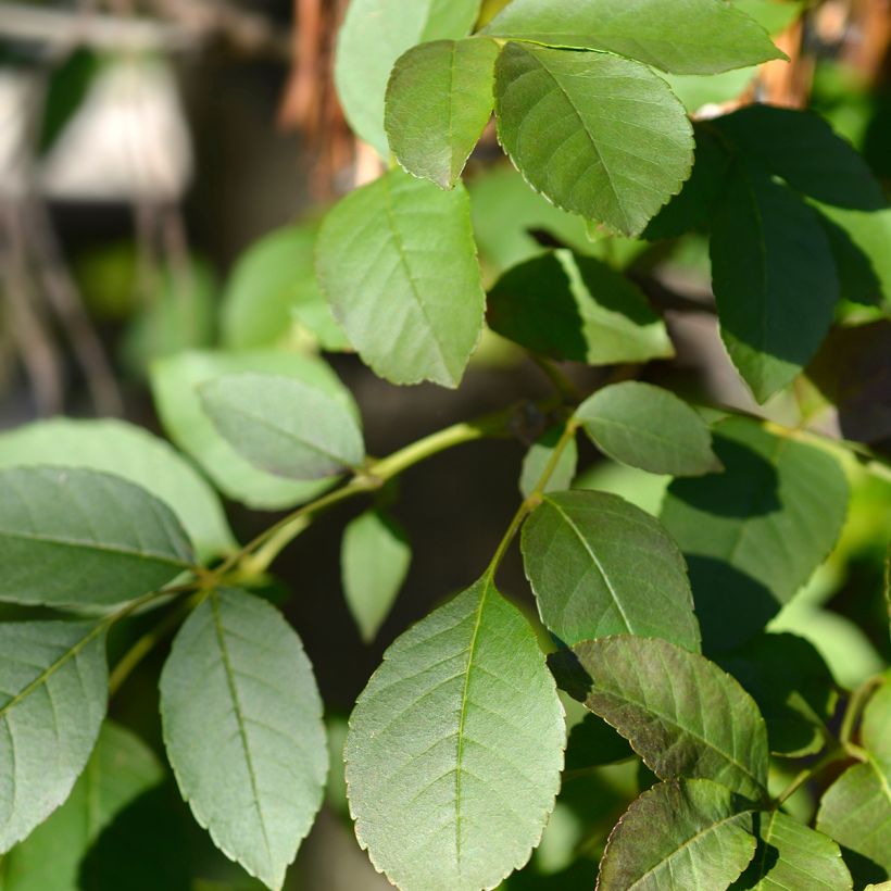 Manna-Esche - Fraxinus ornus (Laub)