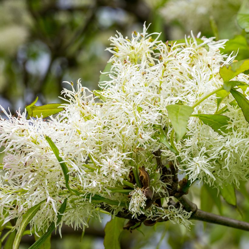 Manna-Esche - Fraxinus ornus (Blüte)