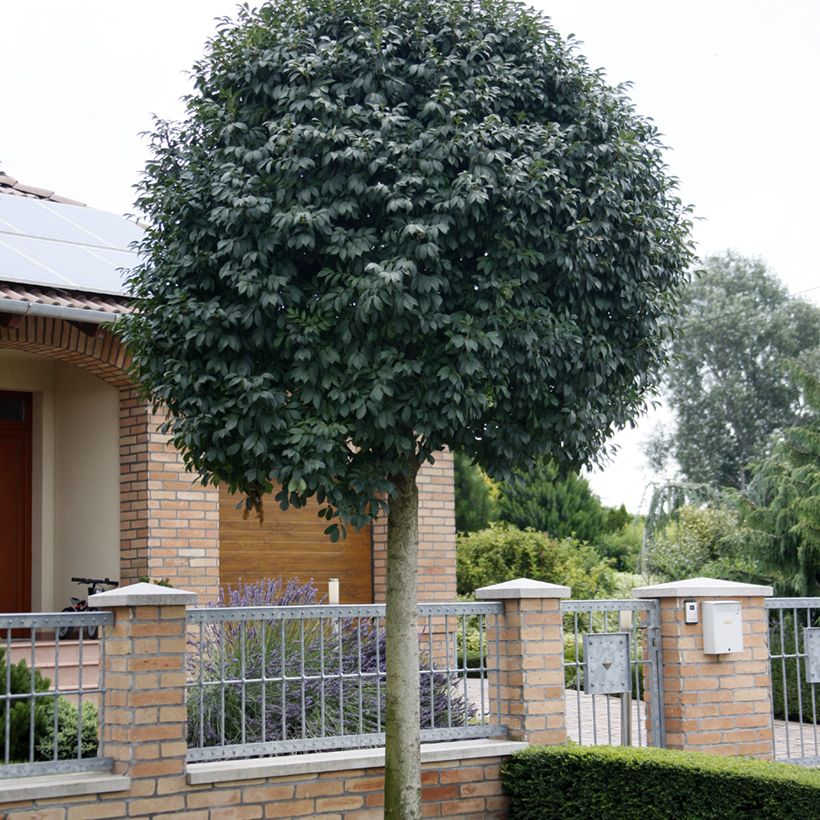 Fraxinus ornus Meczek - Blumenesche (Hafen)