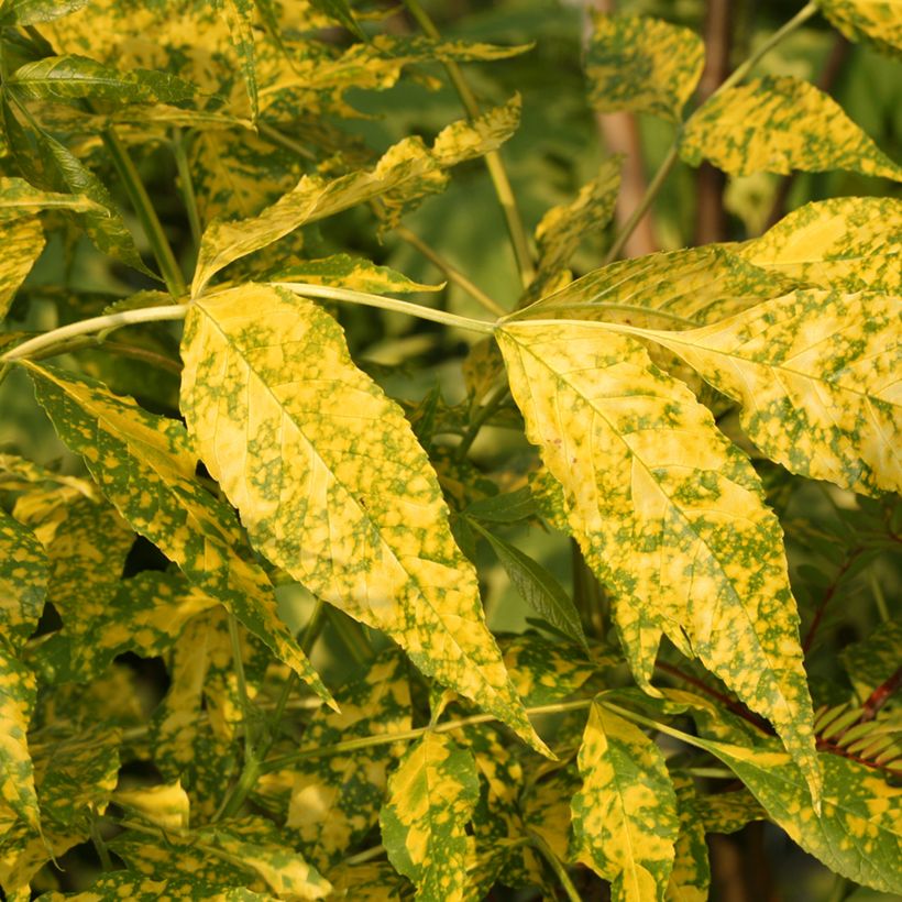 Fraxinus pennsylvanica Aucubifolia - Rot-Esche (Laub)