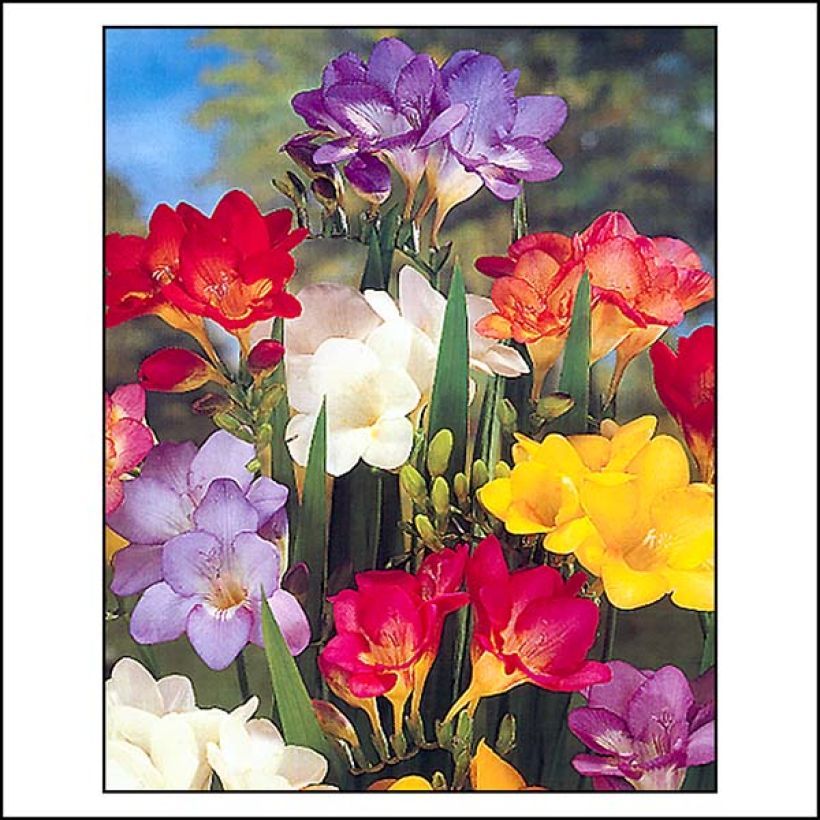 Freesia Simple Mix (Blüte)