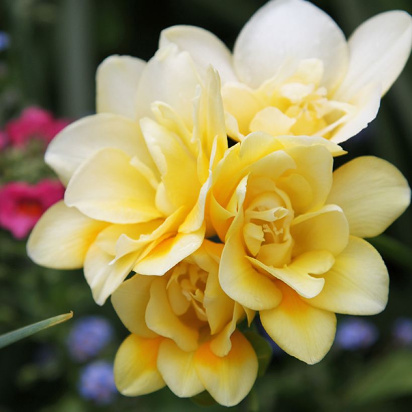 Freesia Double Yellow (Blüte)