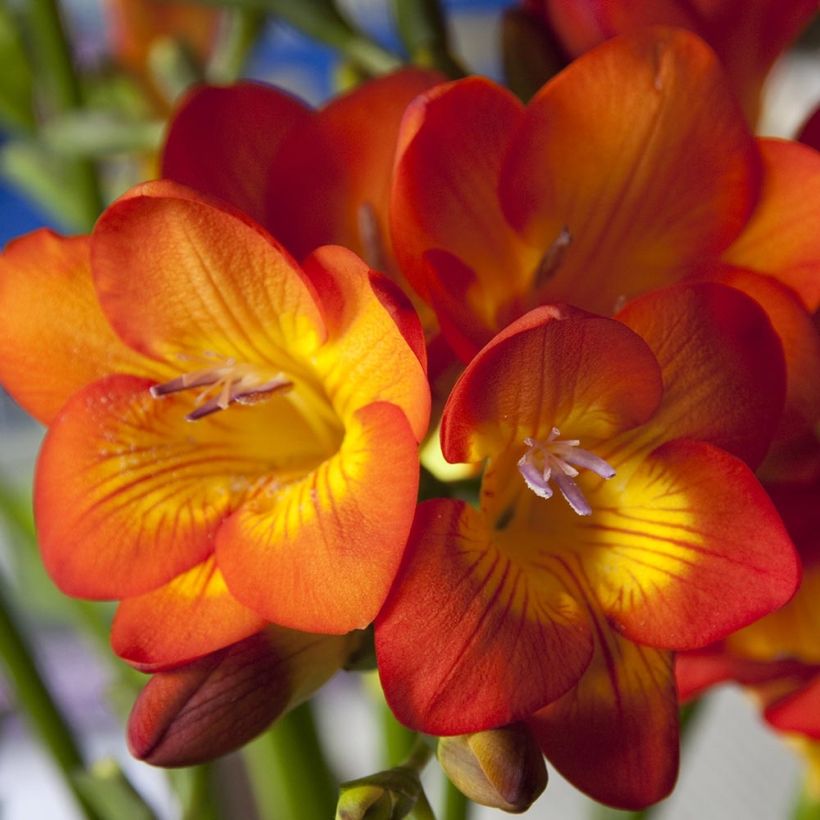 Freesia Simple Orange (Blüte)