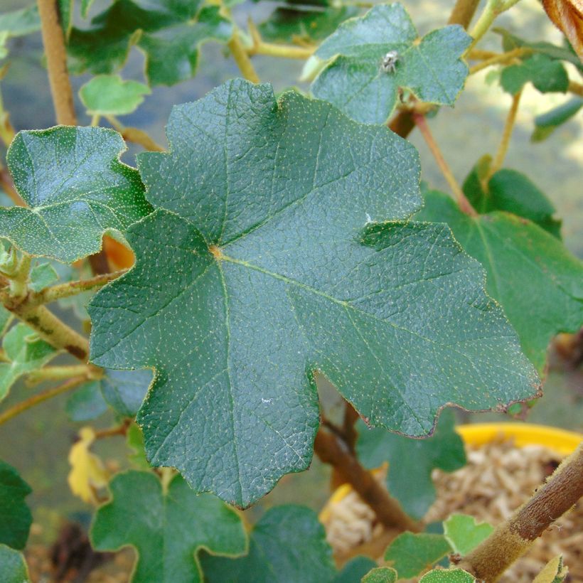 Fremontodendron californicum - Kalifornischer Flanellstrauch (Laub)