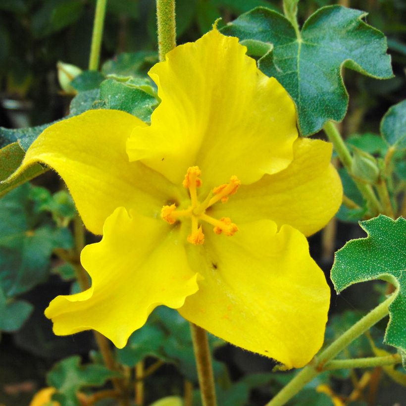 Fremontodendron californicum - Kalifornischer Flanellstrauch (Blüte)