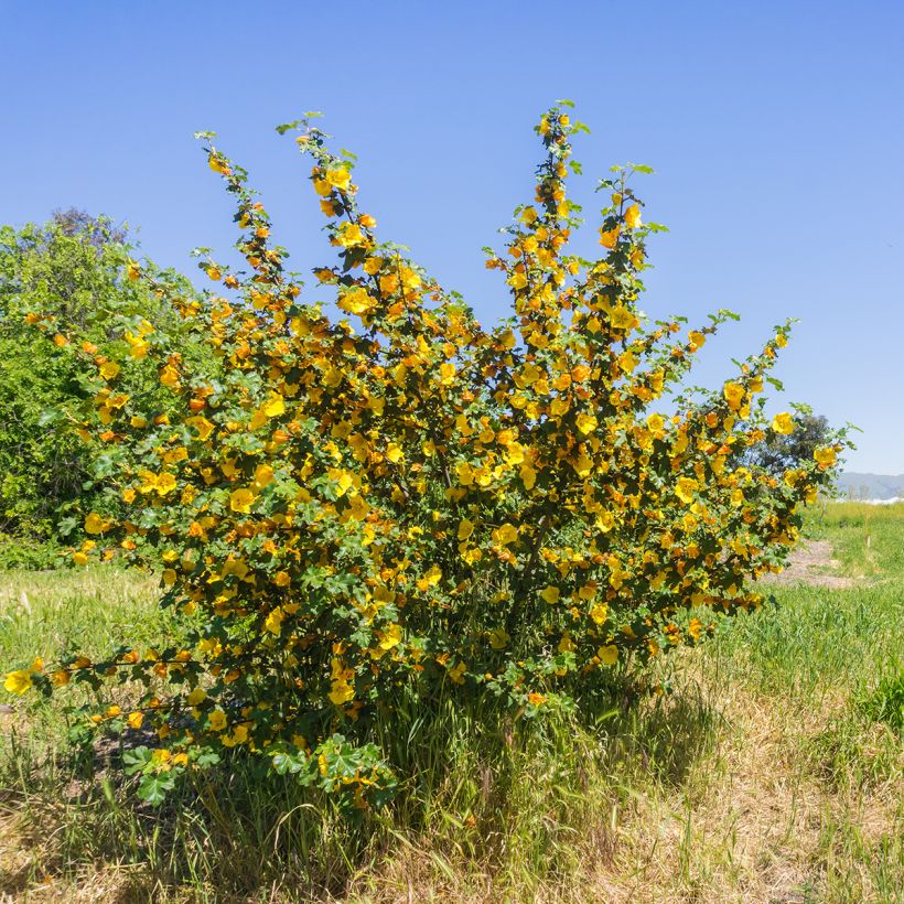 Fremontodendron californicum - Kalifornischer Flanellstrauch (Hafen)