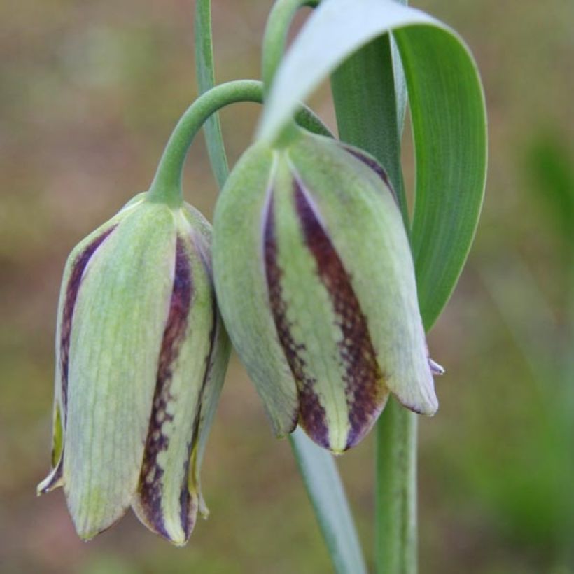 Fritillaria hermonis subsp. amana - Schachblume (Blüte)