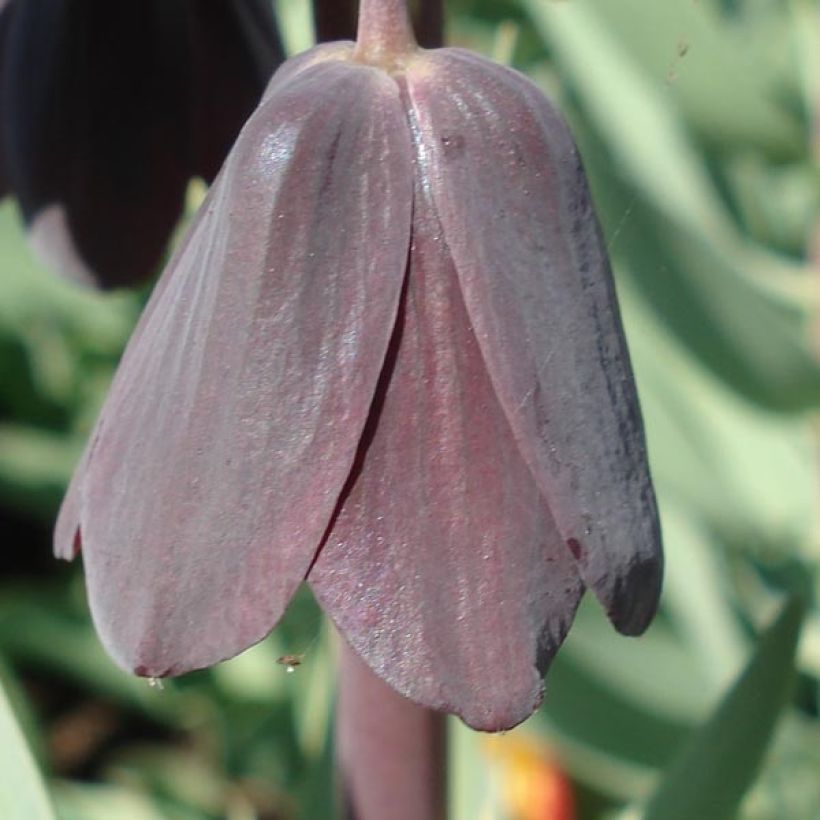 Persische Kaiserkrone Adiyaman - Fritillaria persica (Blüte)