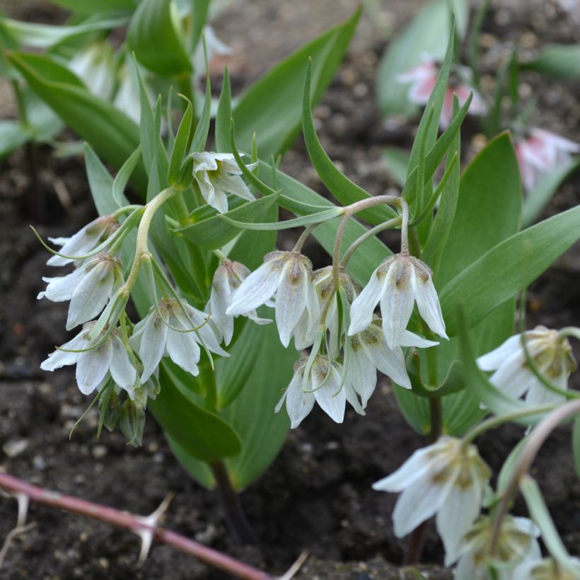 Fritillaria bucharica - Buchara-Fritillarie (Hafen)