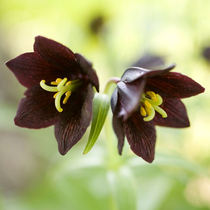 Fritillaria camschatcensis - Schatten-Schachblume (Blüte)