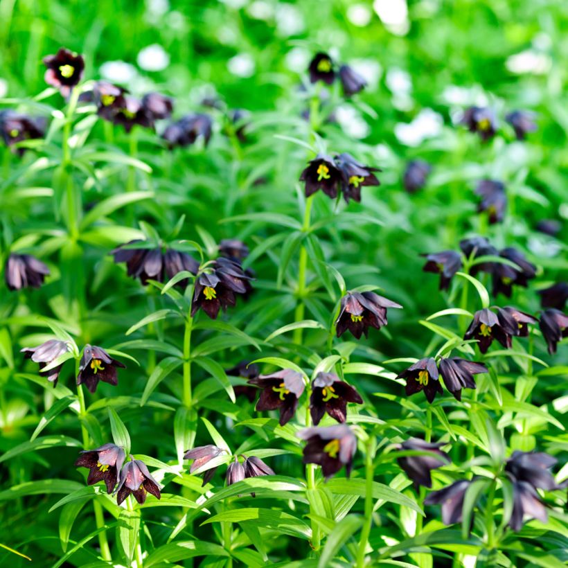 Fritillaria camschatcensis - Schatten-Schachblume (Hafen)