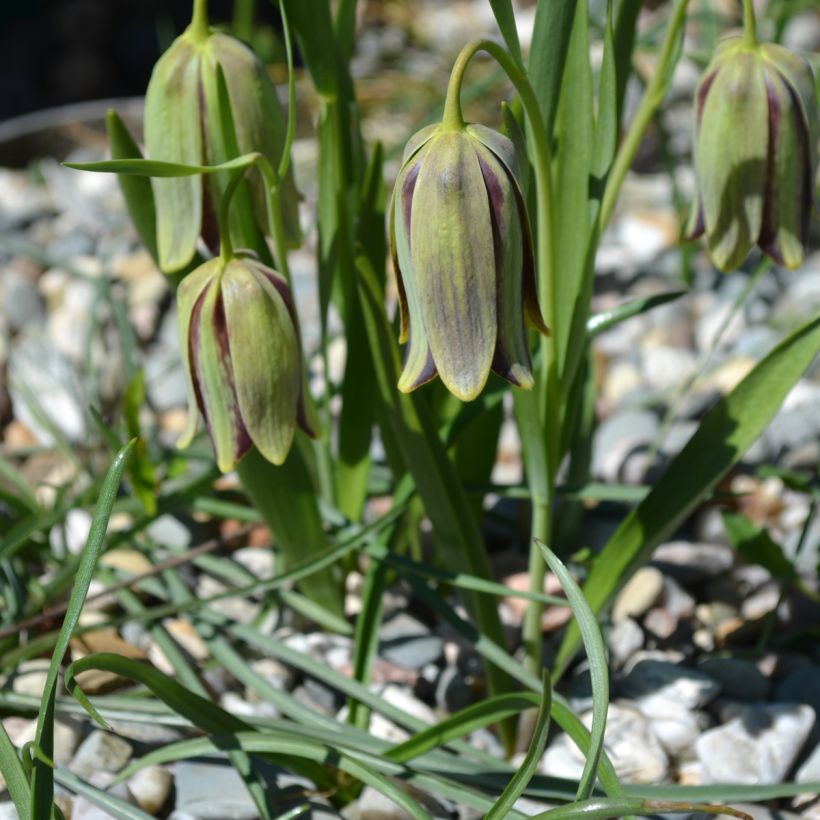 Fritillaria hermonis subsp. amana - Schachblume (Hafen)