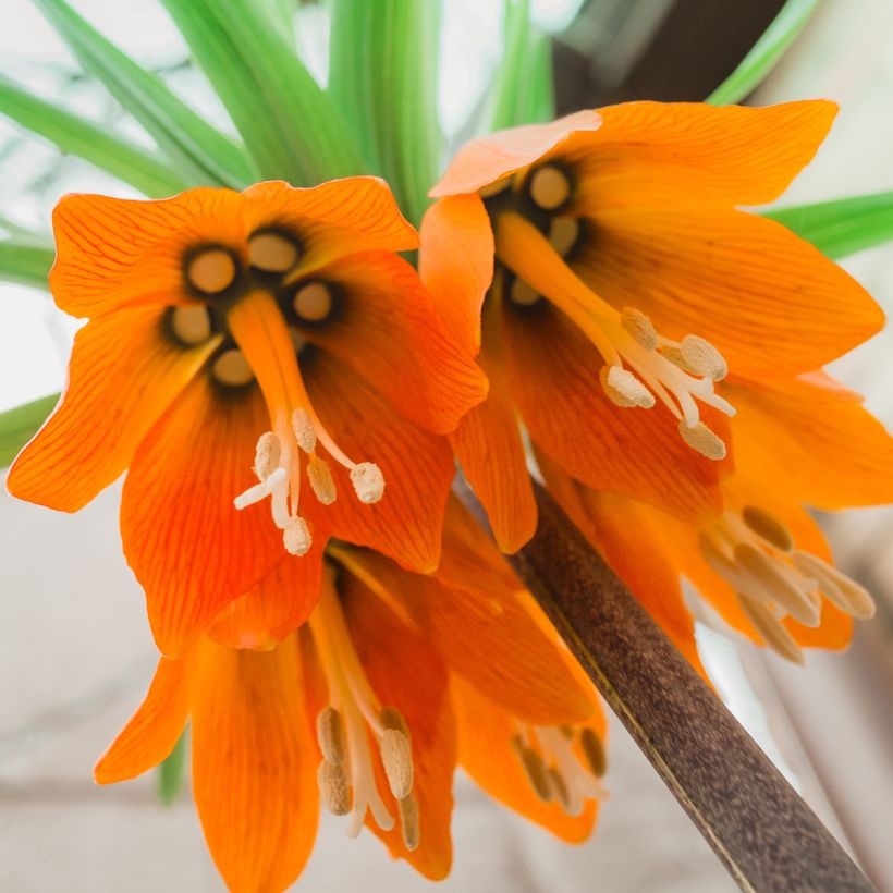 Kaiserkrone Prolifera - Fritillaria imperialis (Blüte)