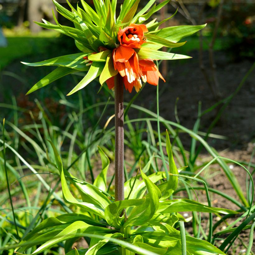 Kaiserkrone Rubra - Fritillaria imperialis (Hafen)