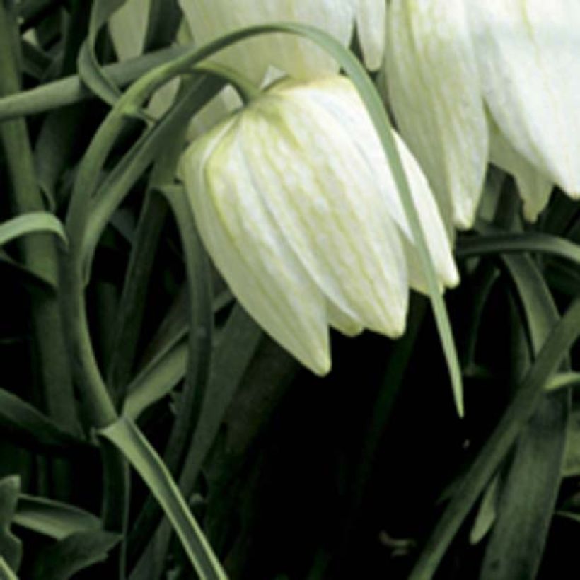 Fritillaria meleagris Alba - Schachblume (Blüte)