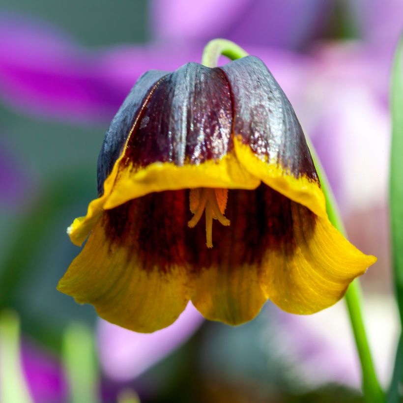 Fritillaria michailovskyi (Blüte)