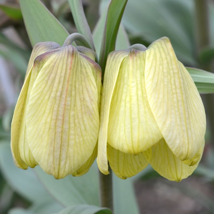 Fritillaria pallidiflora (Blüte)