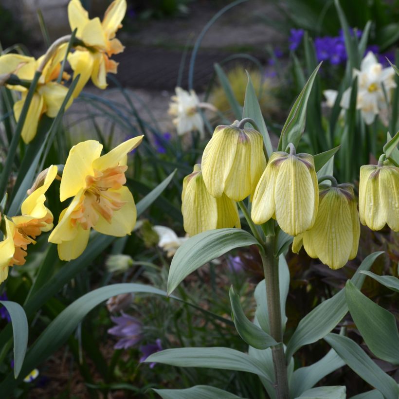 Fritillaria pallidiflora (Hafen)