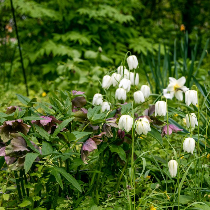 Fritillaria meleagris Alba - Schachblume (Hafen)