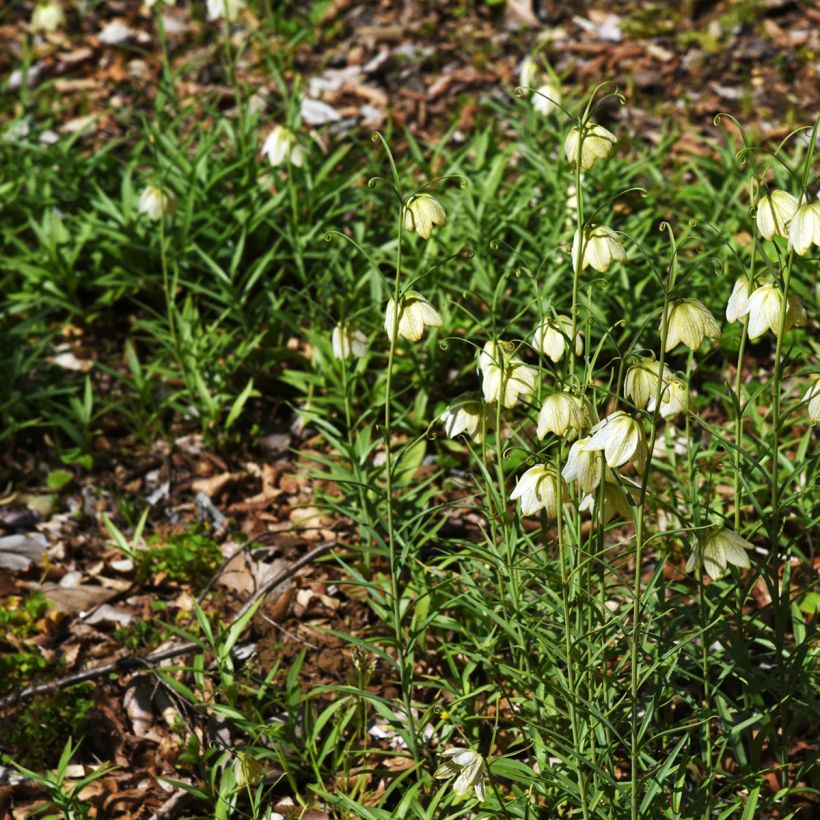 Fritillaria thunbergii (Hafen)