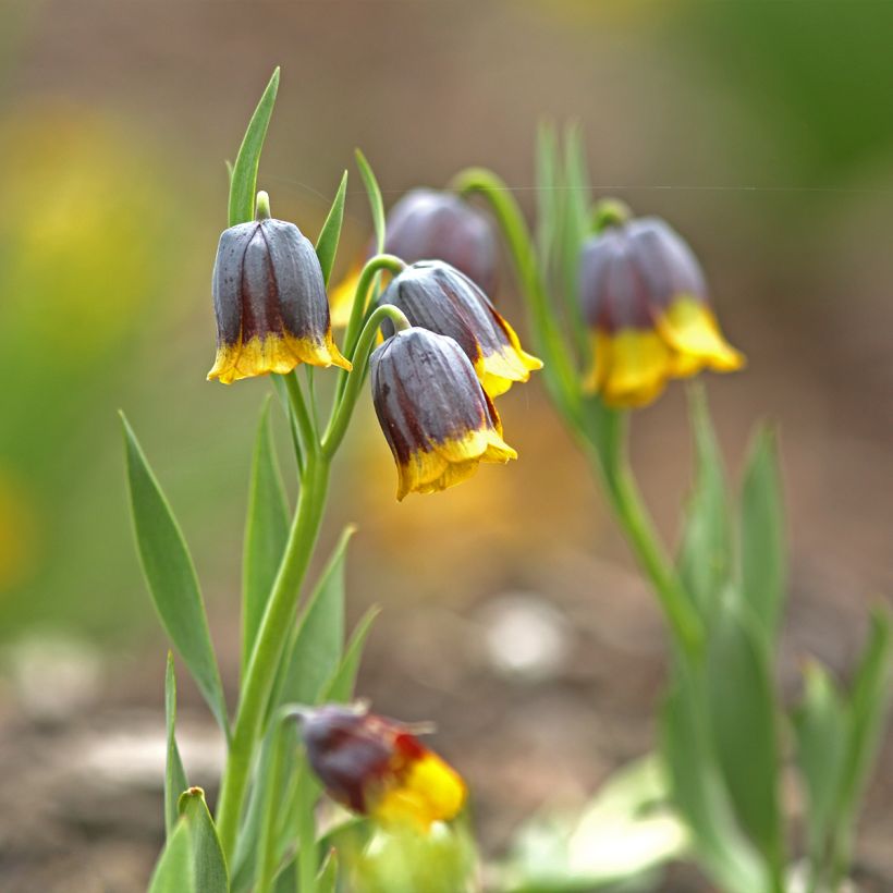 Fritillaria uva-vulpis - Fuchstrauben-Fritillarie (Hafen)