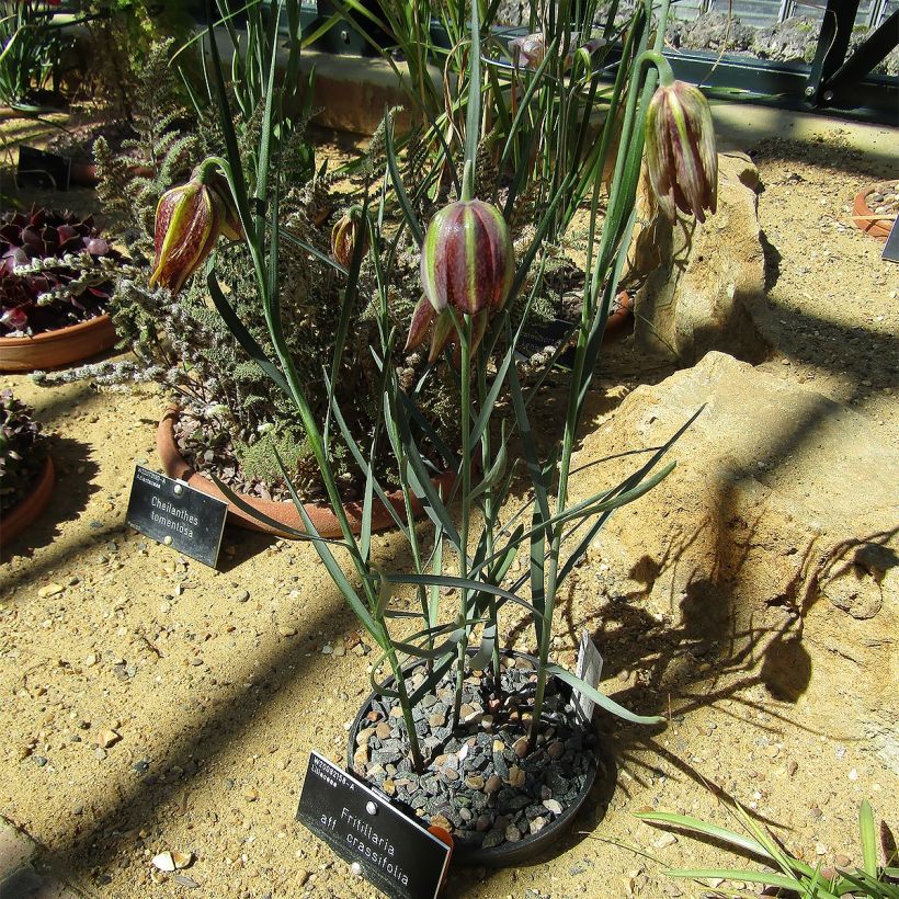 Fritillaria crassifolia subsp. crassifolia - Schachblume (Hafen)