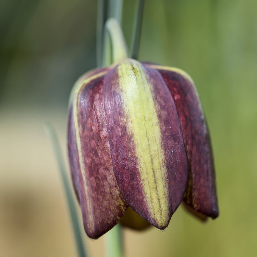 Fritillaria crassifolia subsp. crassifolia - Schachblume (Blüte)