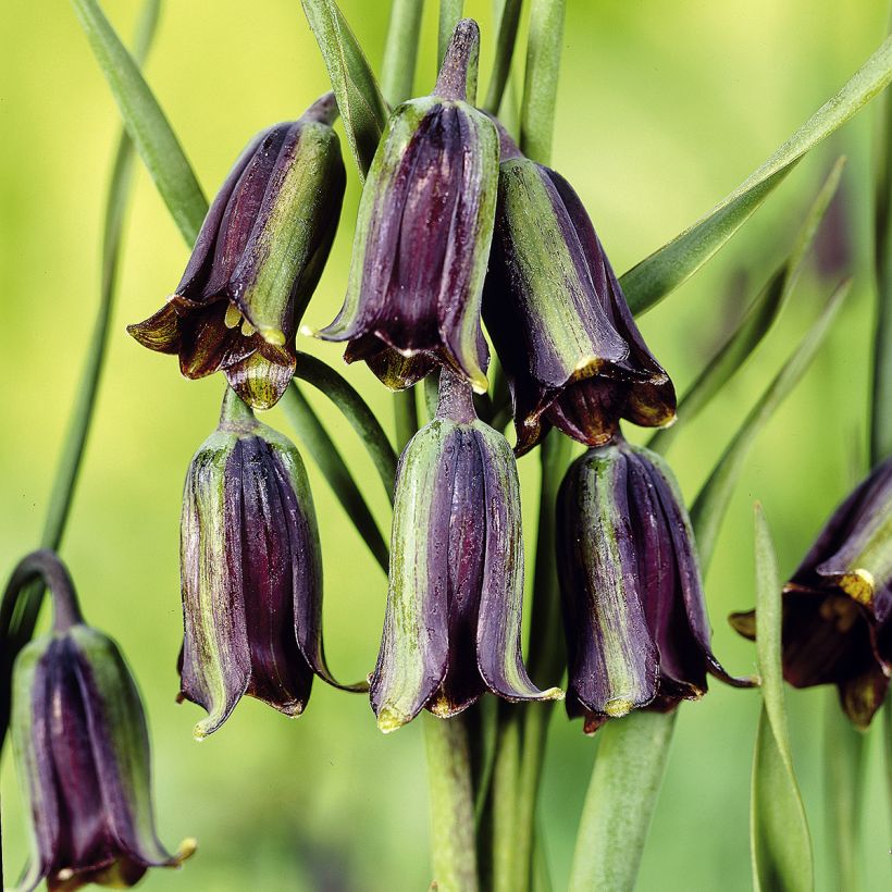 Fritillaria elwesii - Schachblume (Blüte)