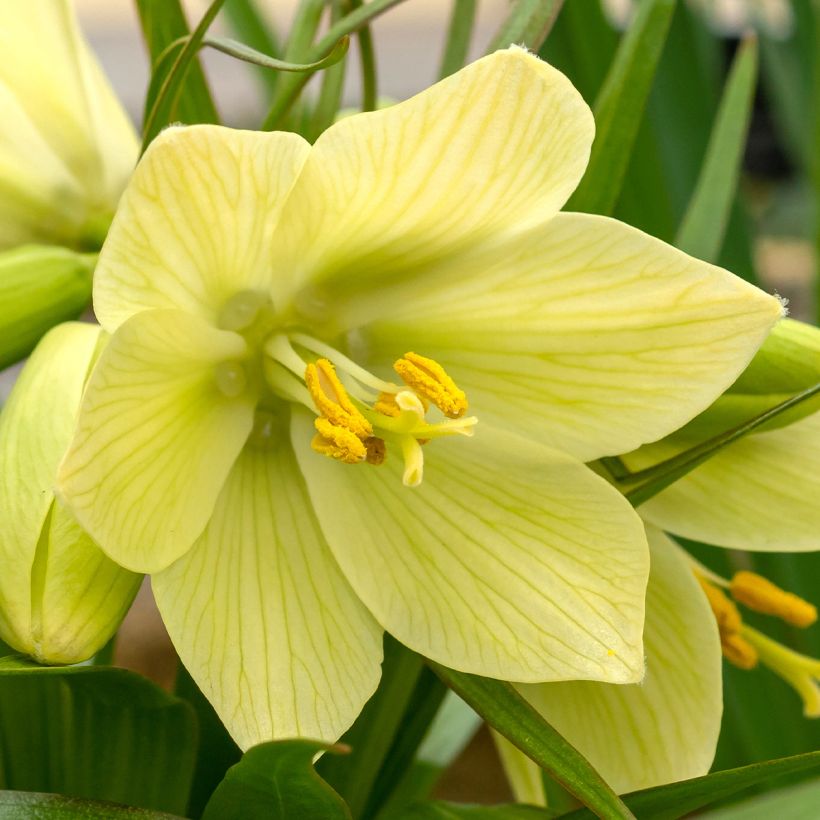 Fritillaria raddeana - Zwerg-Kaiserkrone (Blüte)