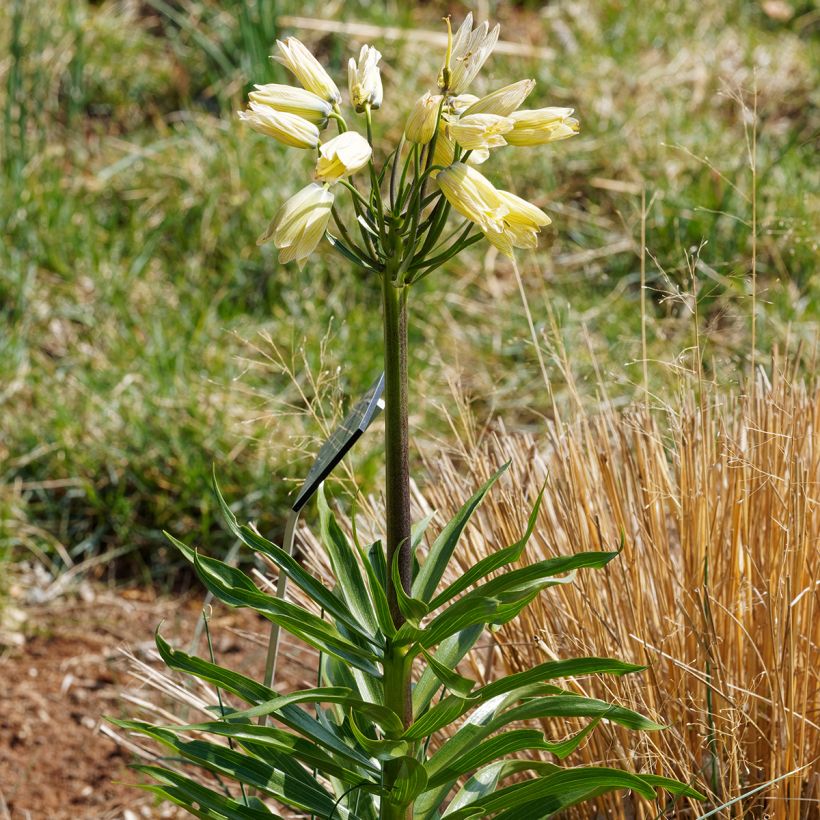 Fritillaria raddeana - Zwerg-Kaiserkrone (Hafen)