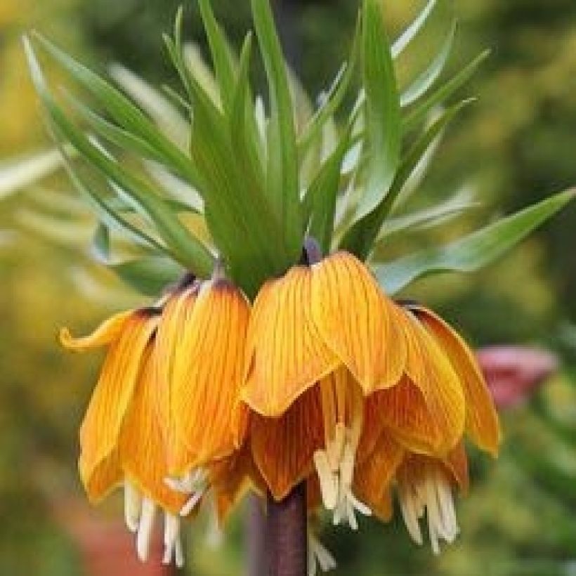 Kaiserkrone Striped Beauty - Fritillaria imperialis (Blüte)