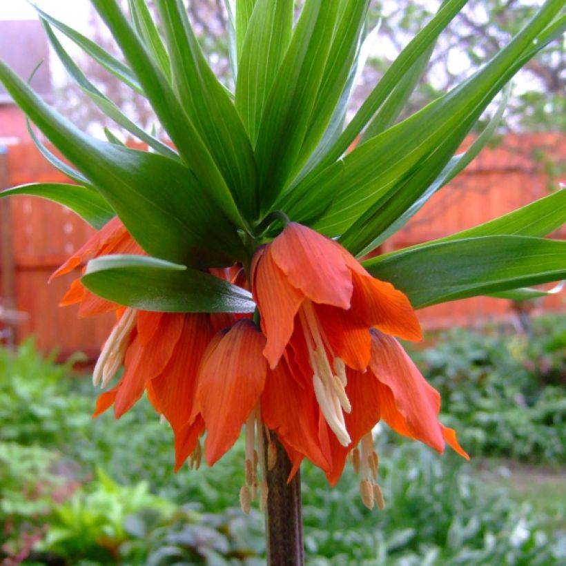 Kaiserkrone Rubra - Fritillaria imperialis (Blüte)