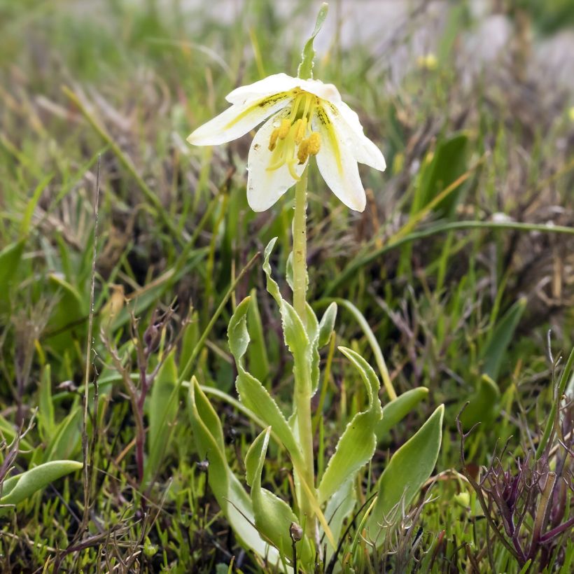 Fritillaria liliacea (Laub)