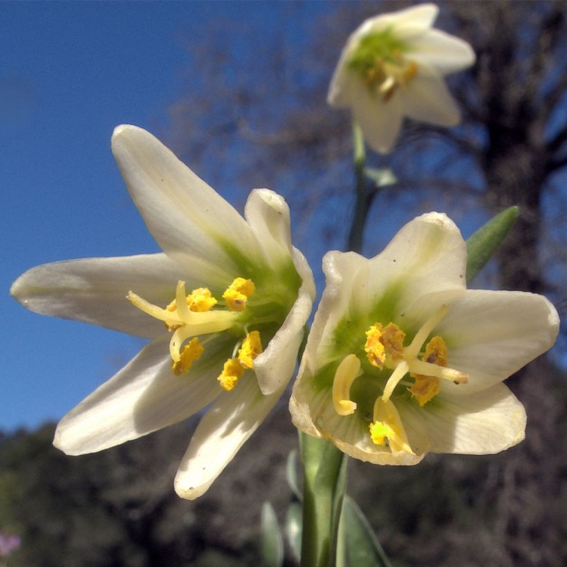 Fritillaria liliacea (Blüte)