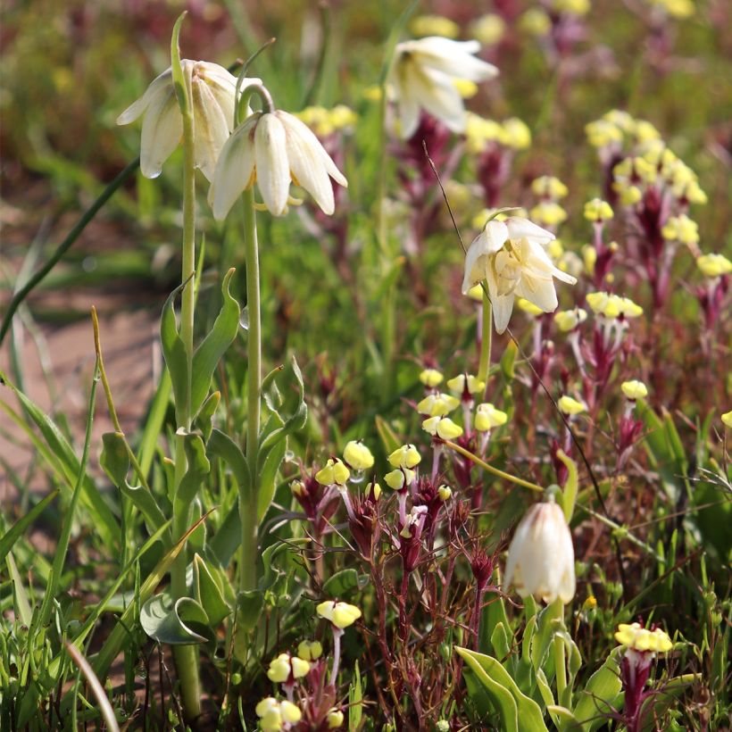 Fritillaria liliacea (Hafen)