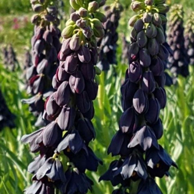 Persische Kaiserkrone Twintowers Tribute - Fritillaria persica (Blüte)