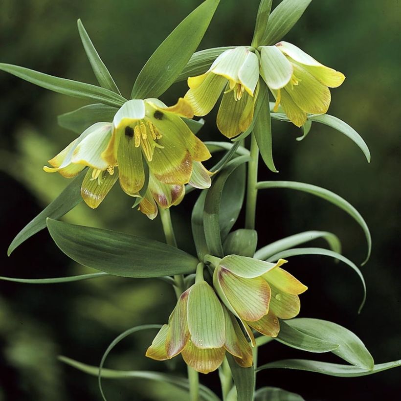 Fritillaria pontica (Blüte)