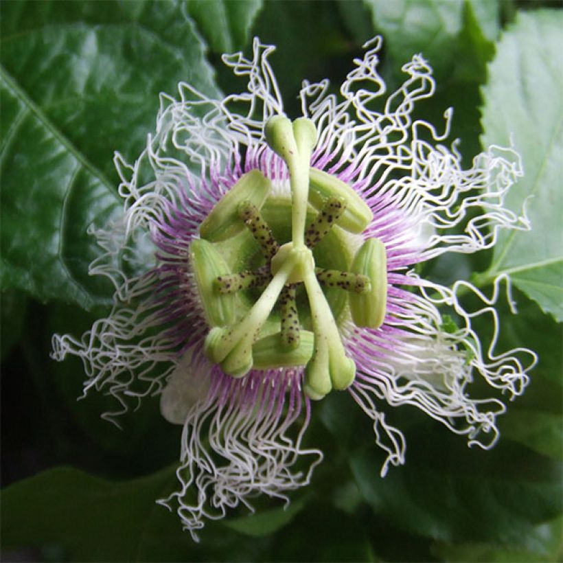 Maracuja - Passiflora edulis (Blüte)