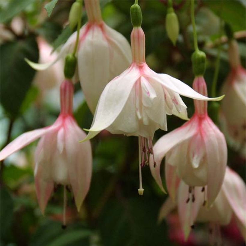 Fuchsia Annabel (Blüte)