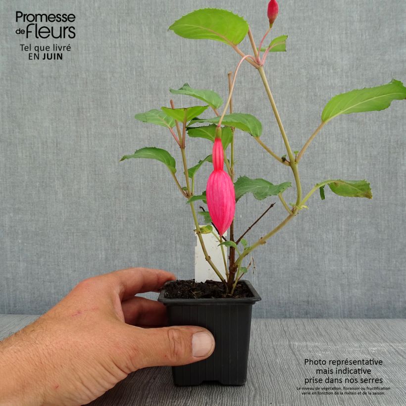 Exemplar von Fuchsia Beacon rosa Kleine Töpfe von 8/9 cm wie im Frühjahr geliefert